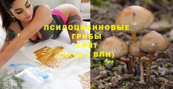 стаф Магас